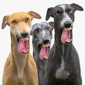 Greyhound (Fur) (Rigged) Collection 3D